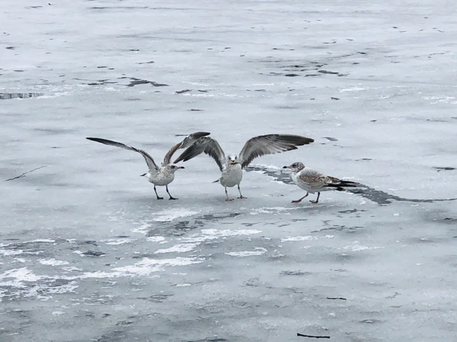 IMG_6228.jpg?type=w966