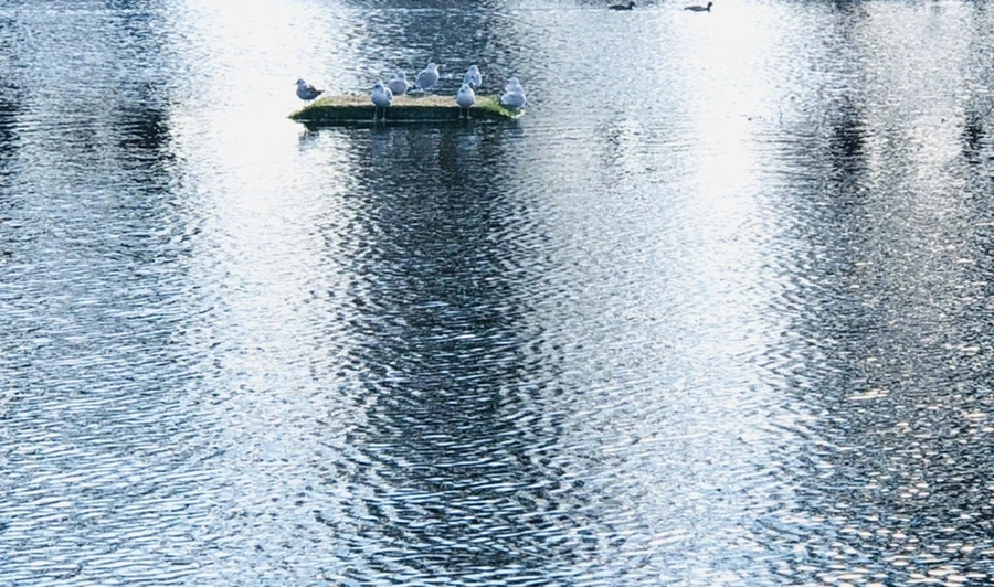 IMG_4216.jpg?type=w966