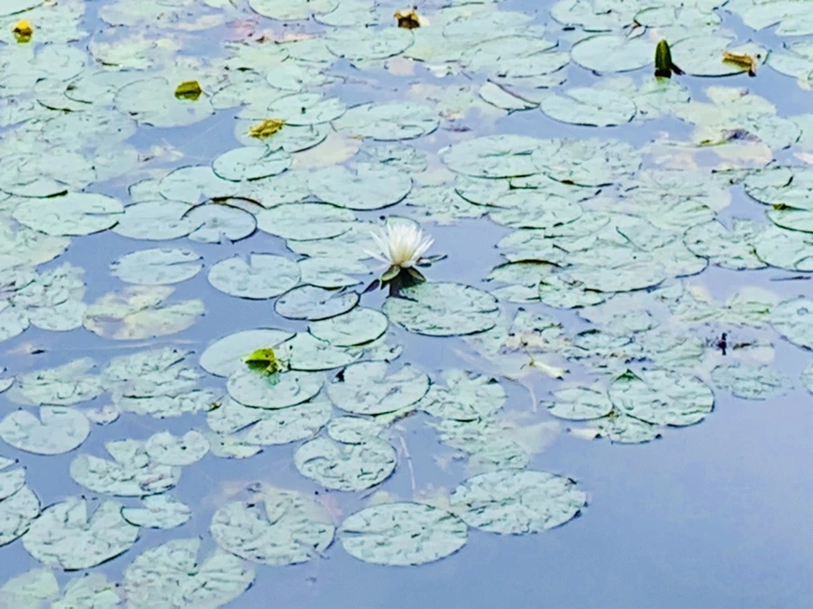 IMG_9137.jpg?type=w966