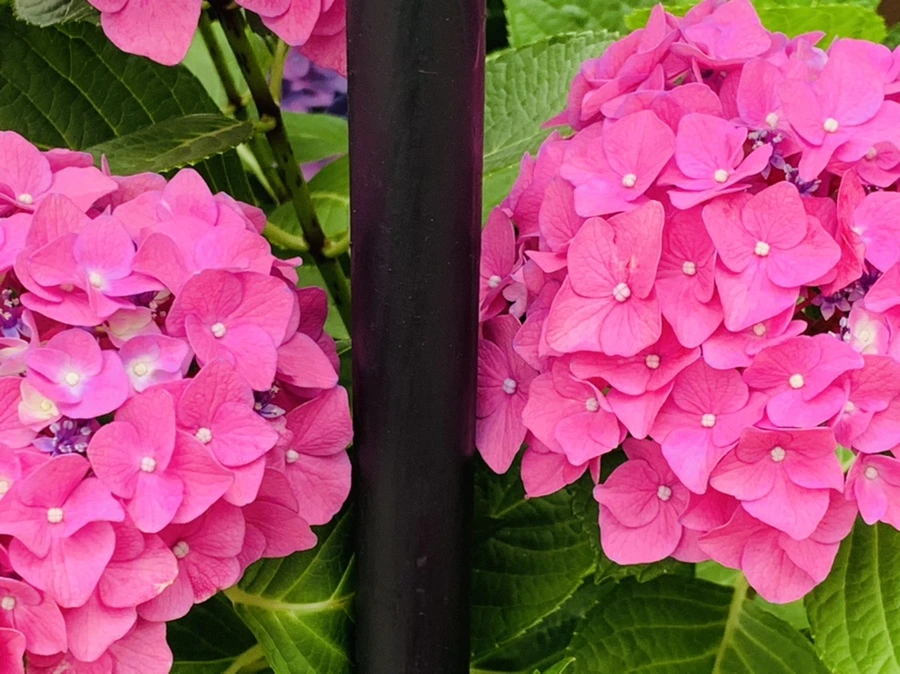 IMG_7165.jpg?type=w966