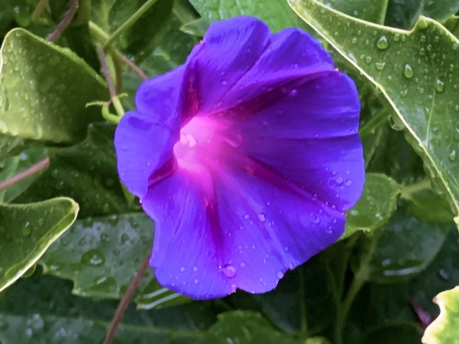 IMG_3646.jpg?type=w966