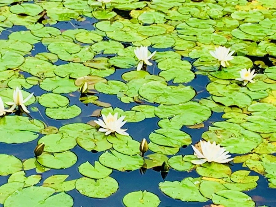 IMG_9266.jpg?type=w966