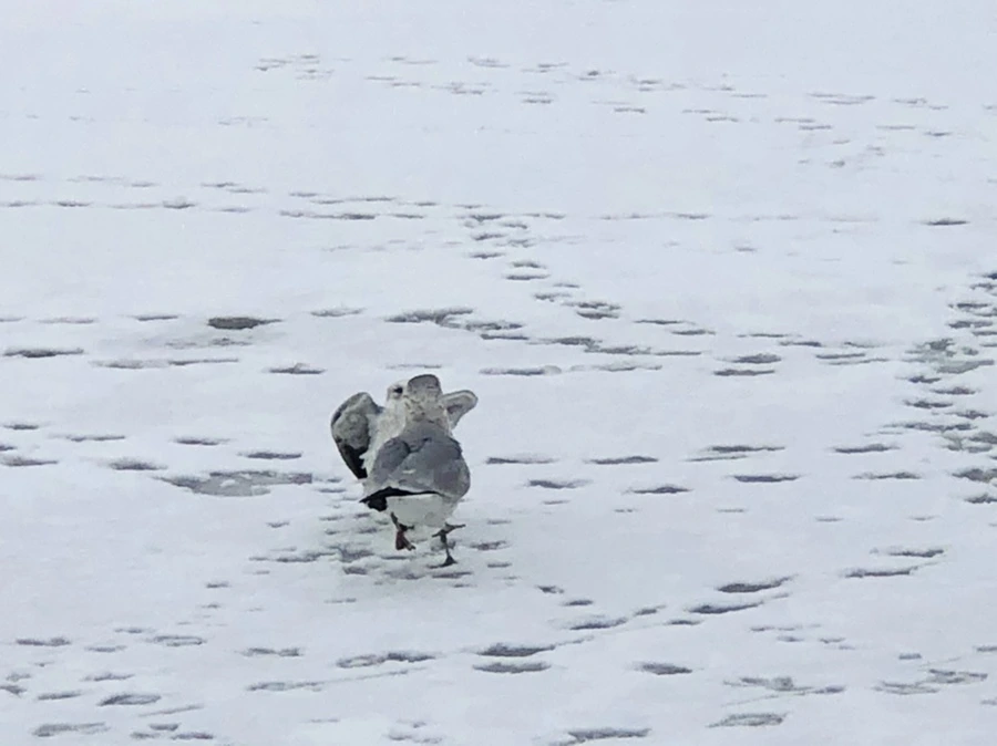 IMG_3748.jpg?type=w966