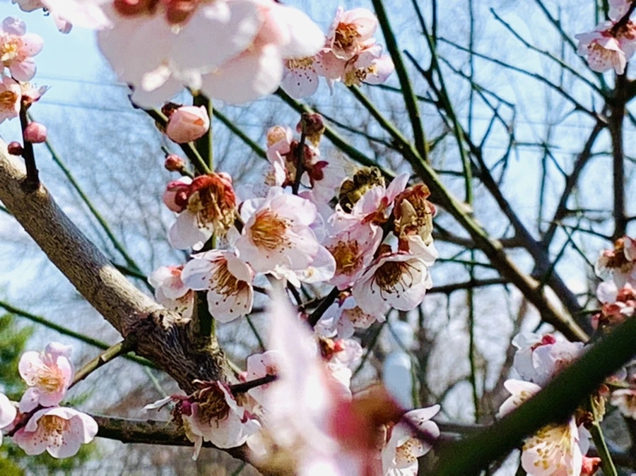 IMG_4209.jpg?type=w966