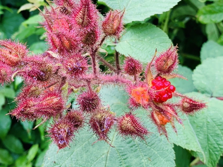 IMG_4453.jpg?type=w966