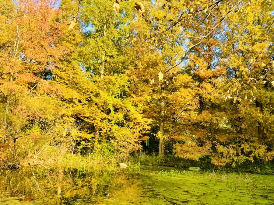 IMG_1804.jpg?type=w966