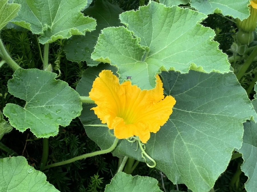 IMG_9084.jpg?type=w966