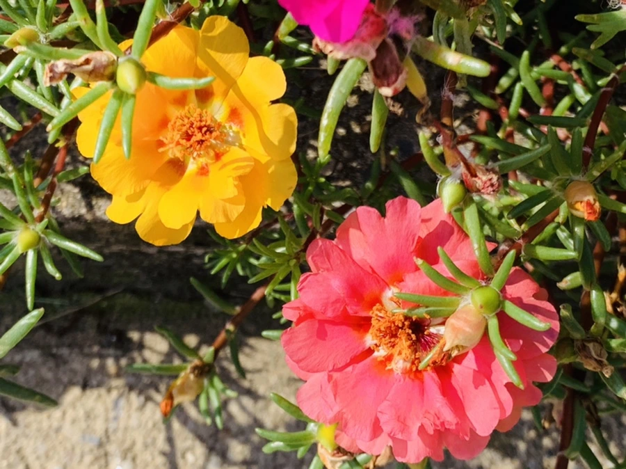 IMG_6725.jpg?type=w966