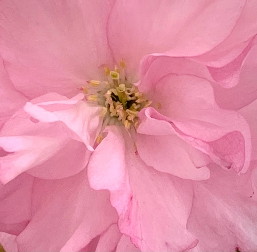 IMG_5496.jpg?type=w966