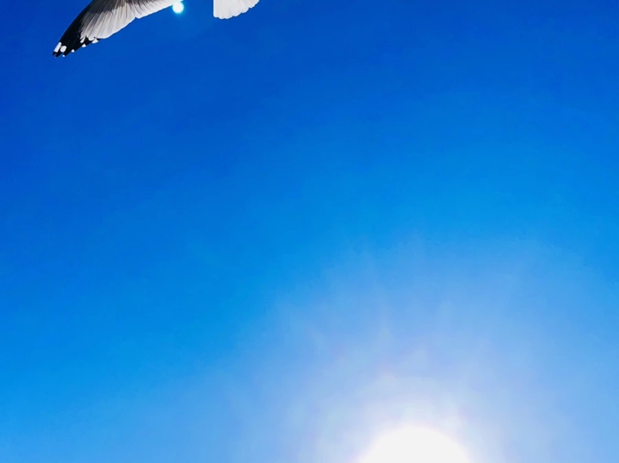 IMG_8044.jpg?type=w966