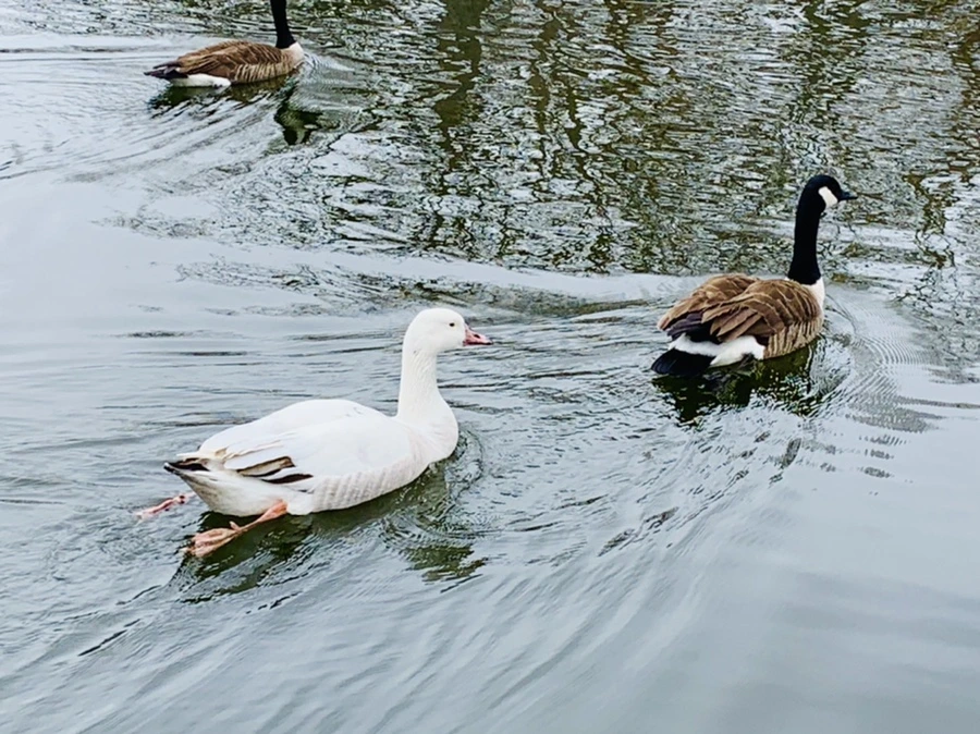 IMG_1643.jpg?type=w966