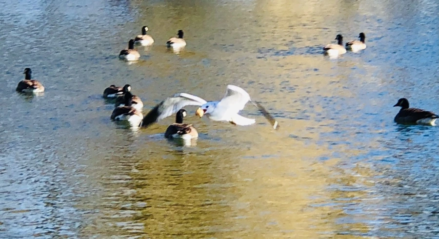 IMG_5547.jpg?type=w966