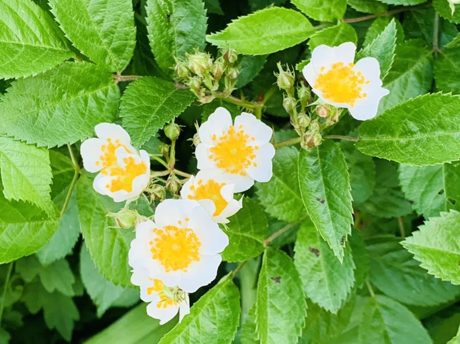 IMG_3410.jpg?type=w966