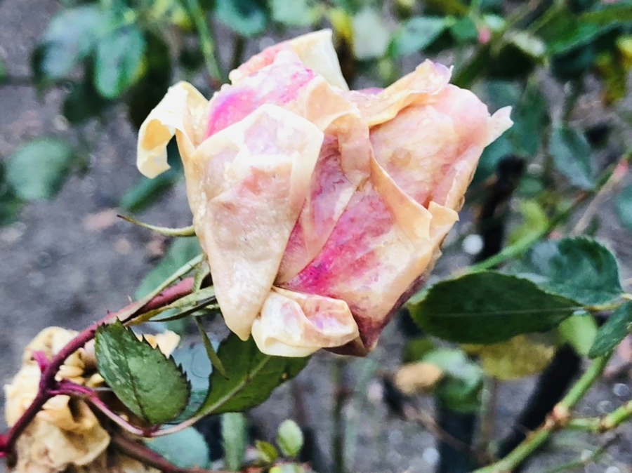 IMG_8090.jpg?type=w966