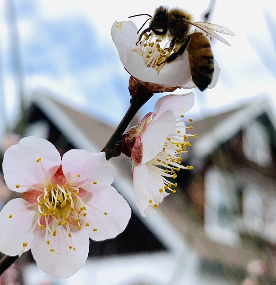 IMG_0524.jpg?type=w966