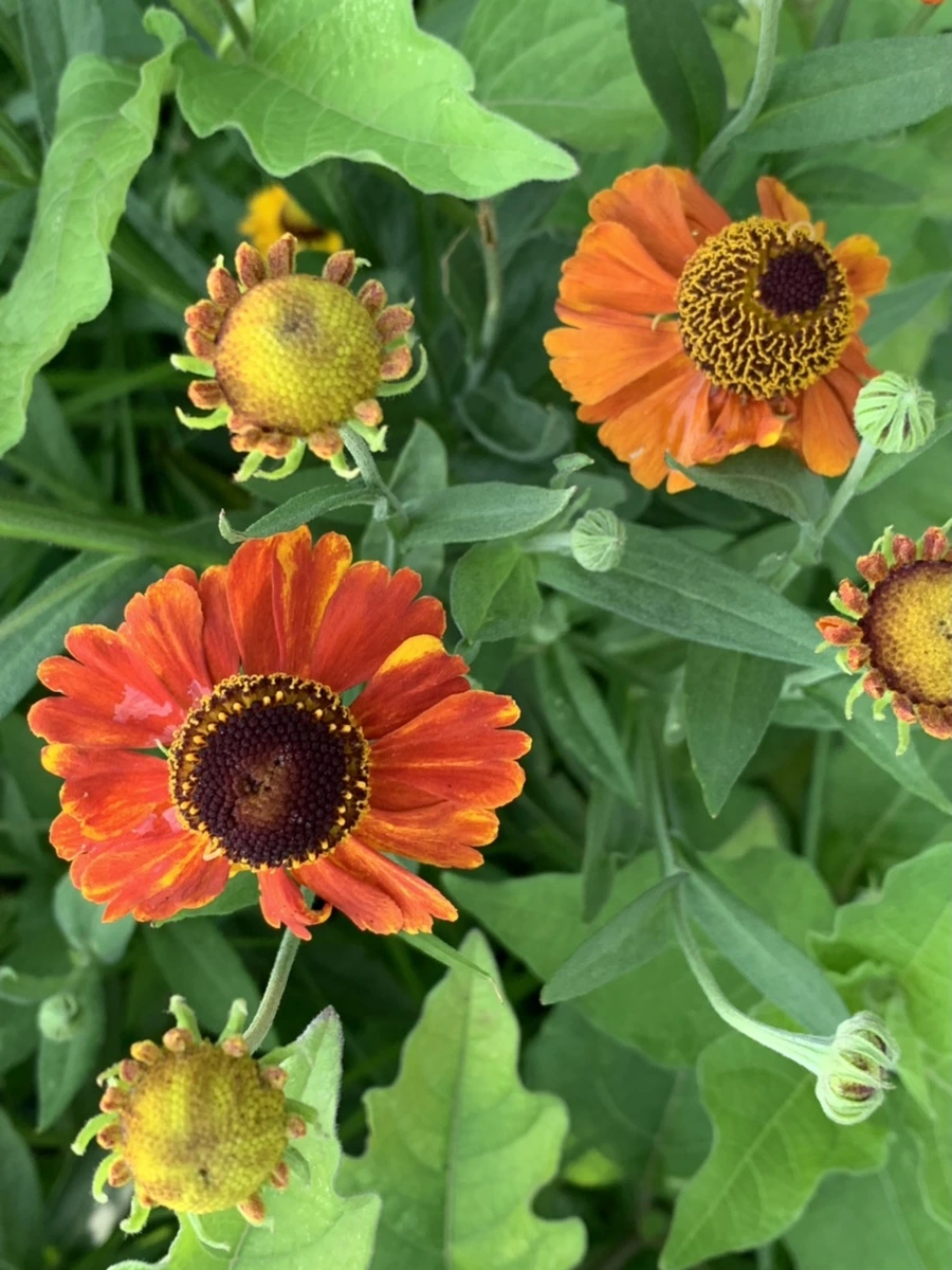 IMG_5992.jpg?type=w966