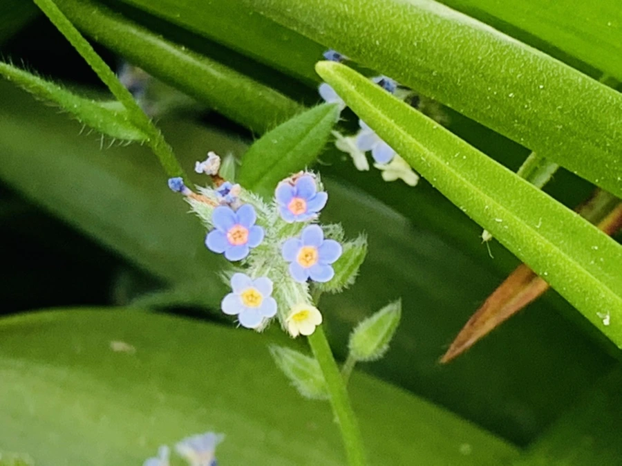 IMG_8648.jpg?type=w966