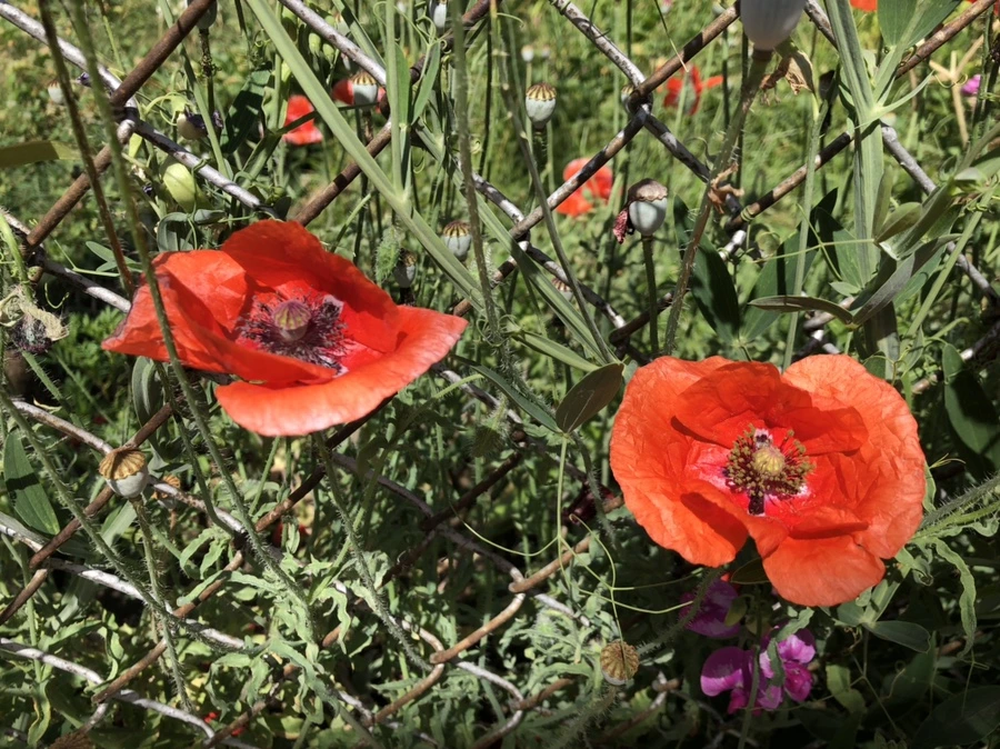 IMG_7458.jpg?type=w966