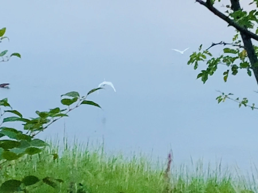 IMG_0514.jpg?type=w966