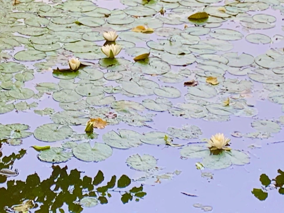 IMG_8588.jpg?type=w966