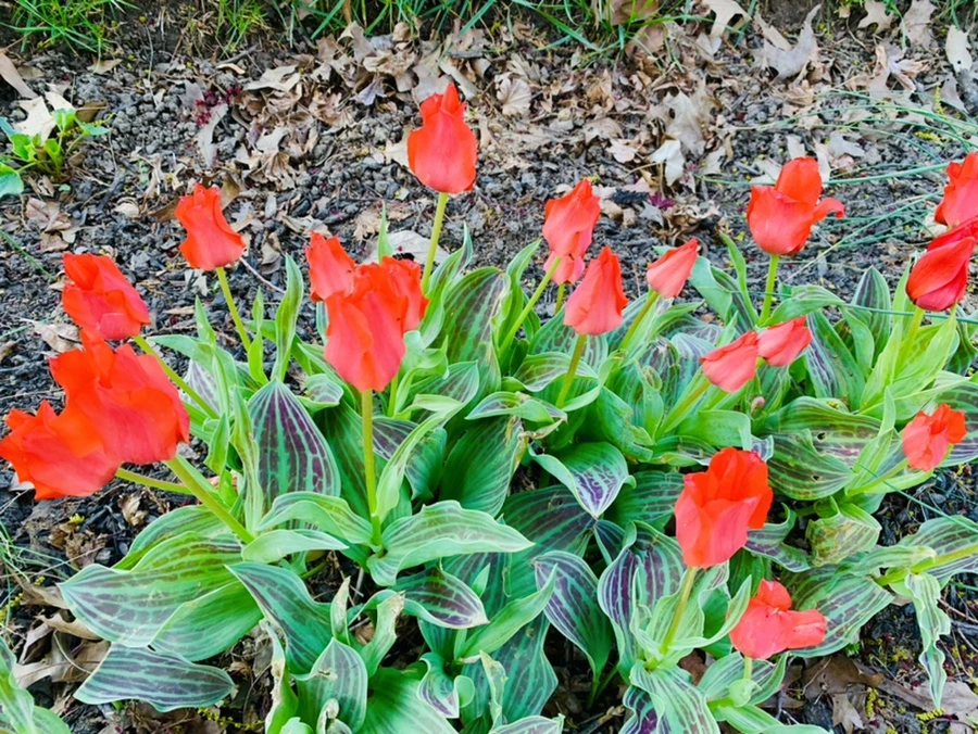 IMG_4091.jpg?type=w966