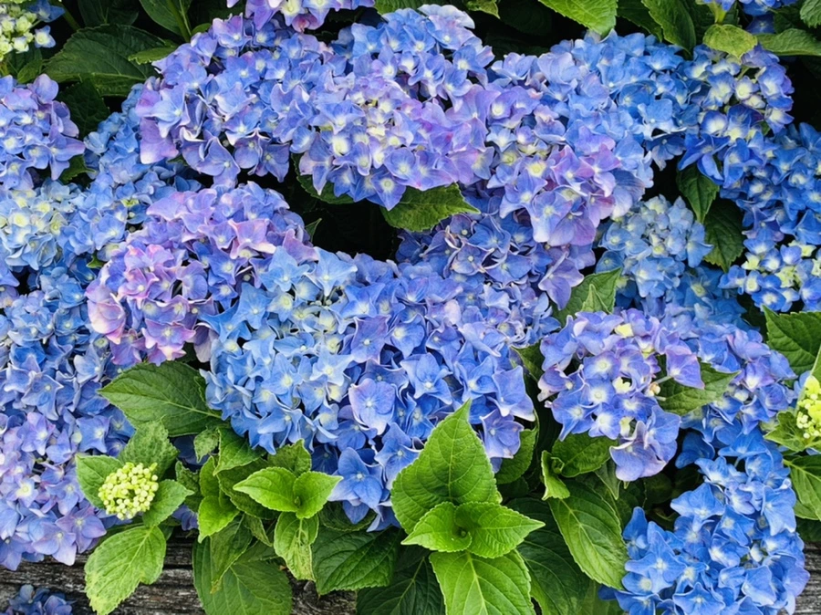 IMG_7208.jpg?type=w966