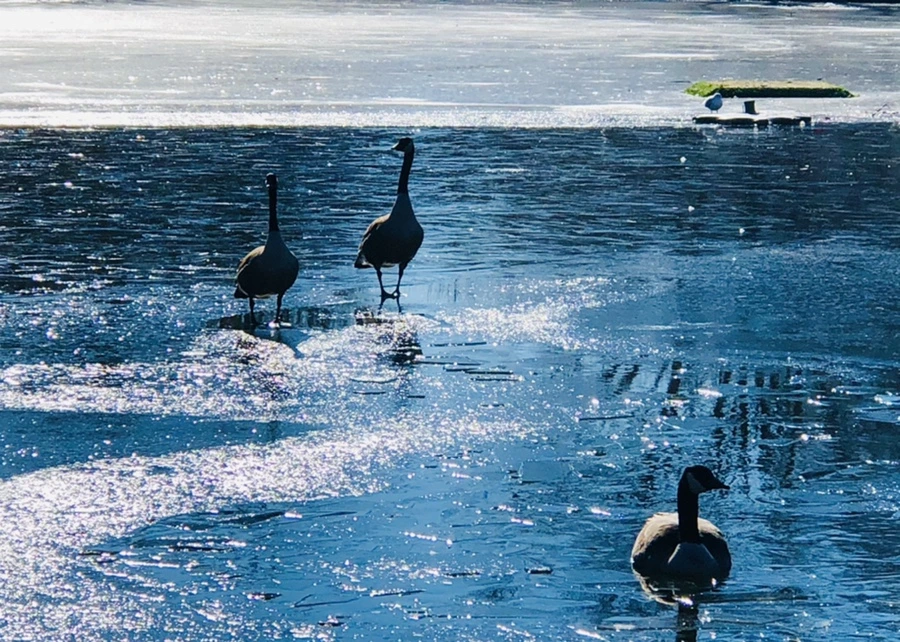 IMG_7971.jpg?type=w966