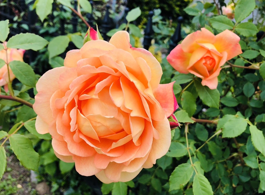 IMG_7562.jpg?type=w966