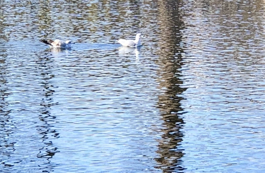 IMG_9740.jpg?type=w966