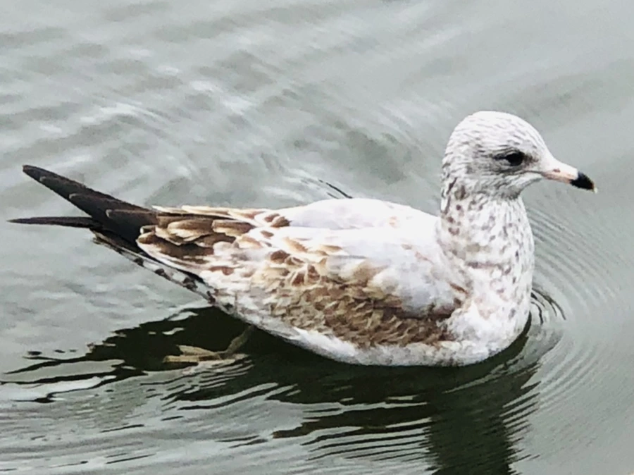 IMG_6483.jpg?type=w966