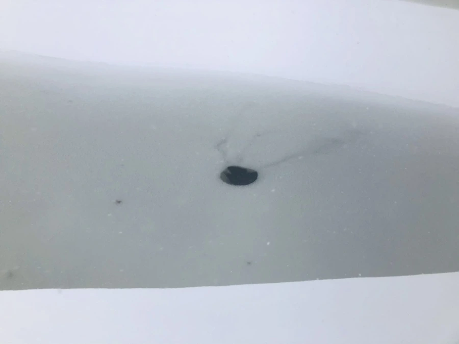 IMG_8833.jpg?type=w966