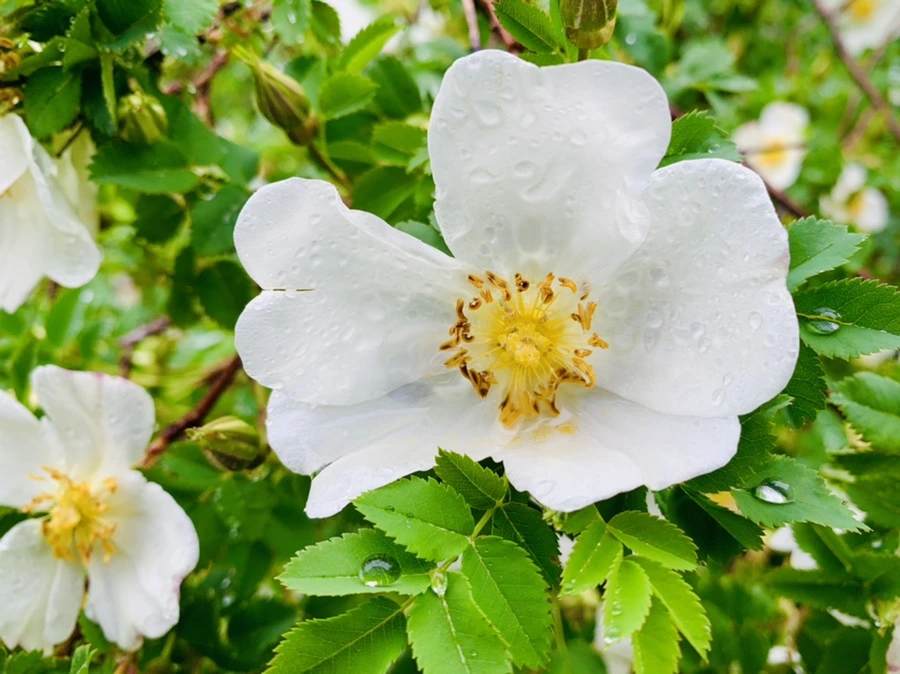 IMG_0021.jpg?type=w966