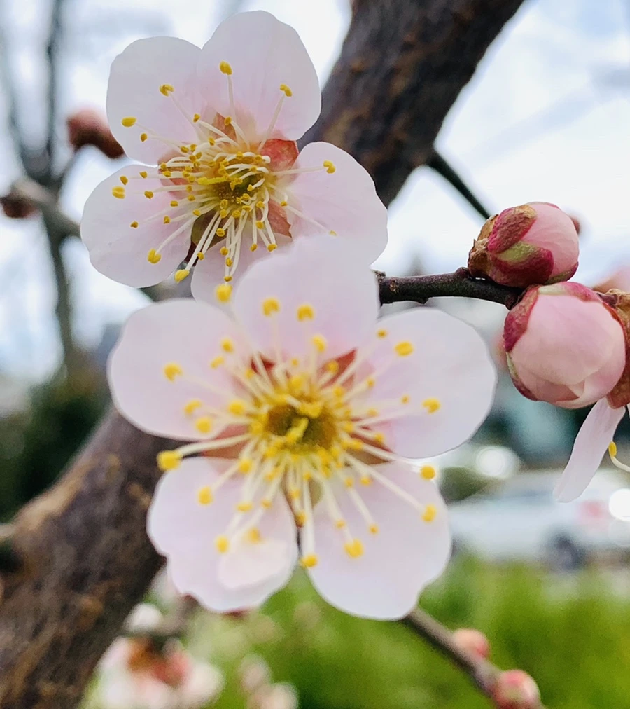 IMG_0475.jpg?type=w966