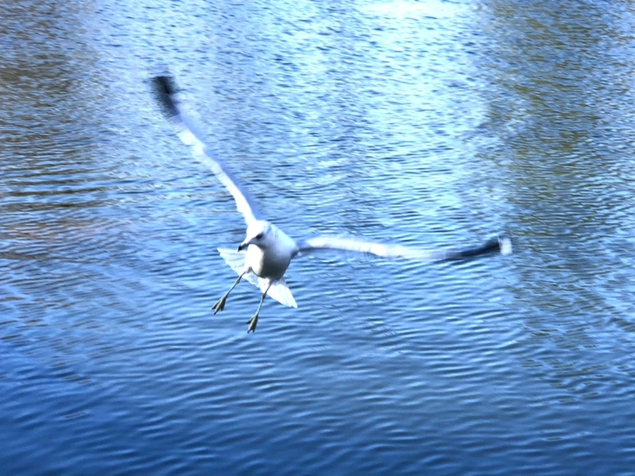 IMG_9694.jpg?type=w966