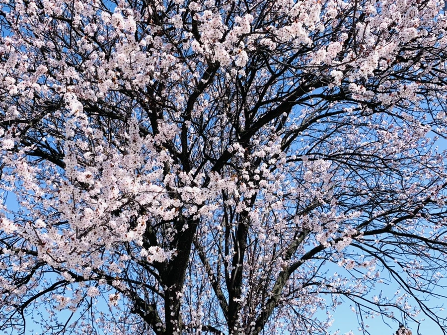 IMG_7971.jpg?type=w966