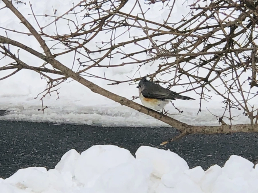 IMG_9271.jpg?type=w966