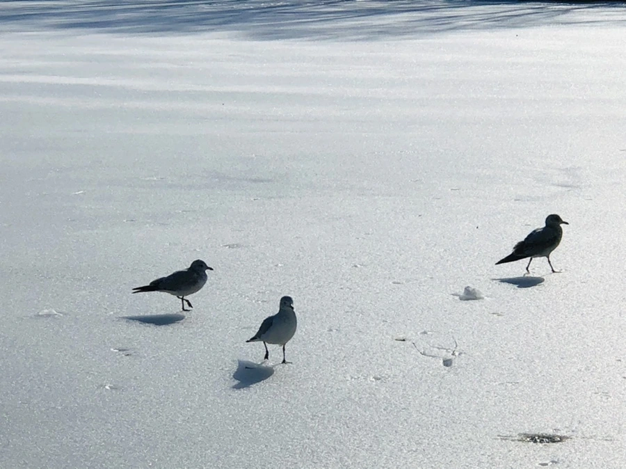 IMG_0339.jpg?type=w966