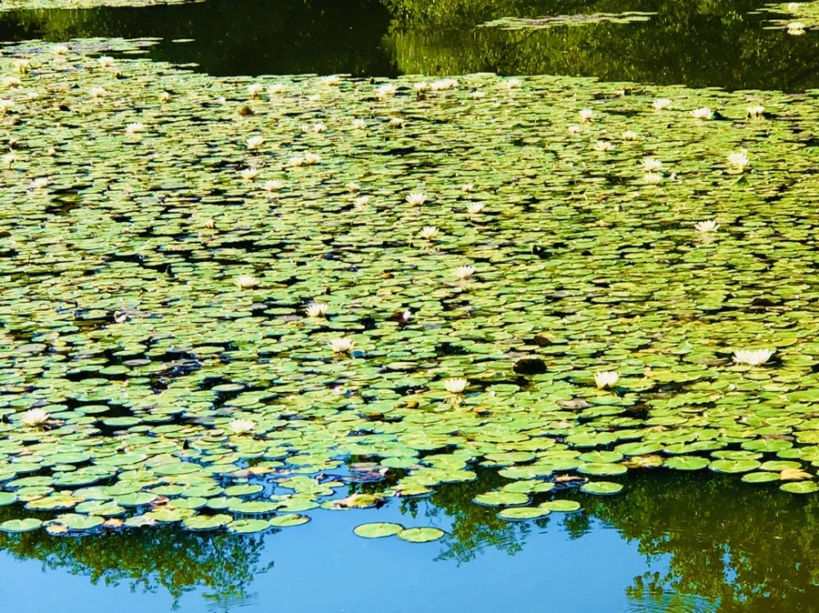 IMG_3968.jpg?type=w966