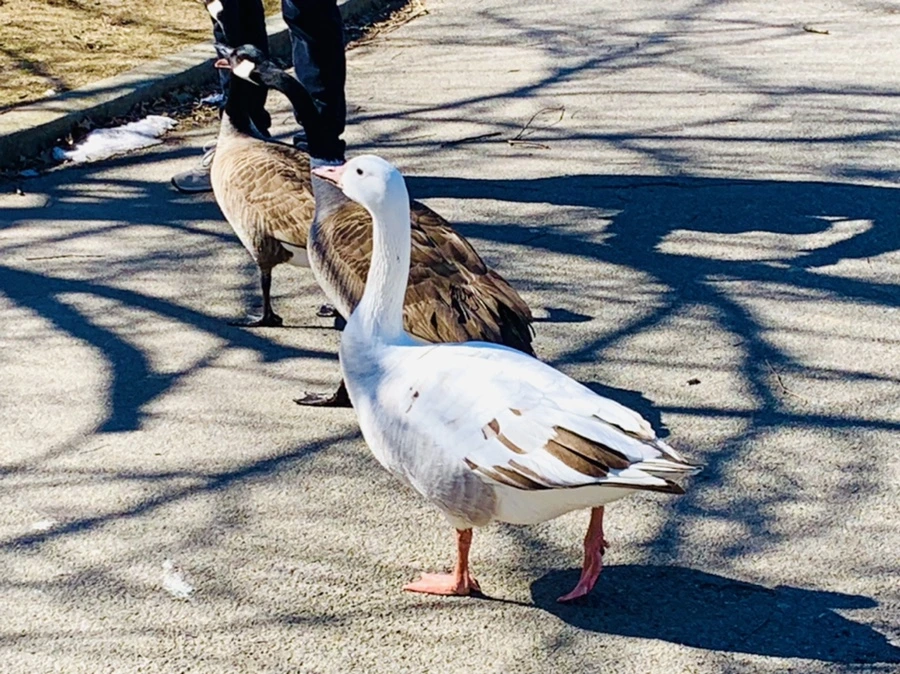 IMG_8265.jpg?type=w966