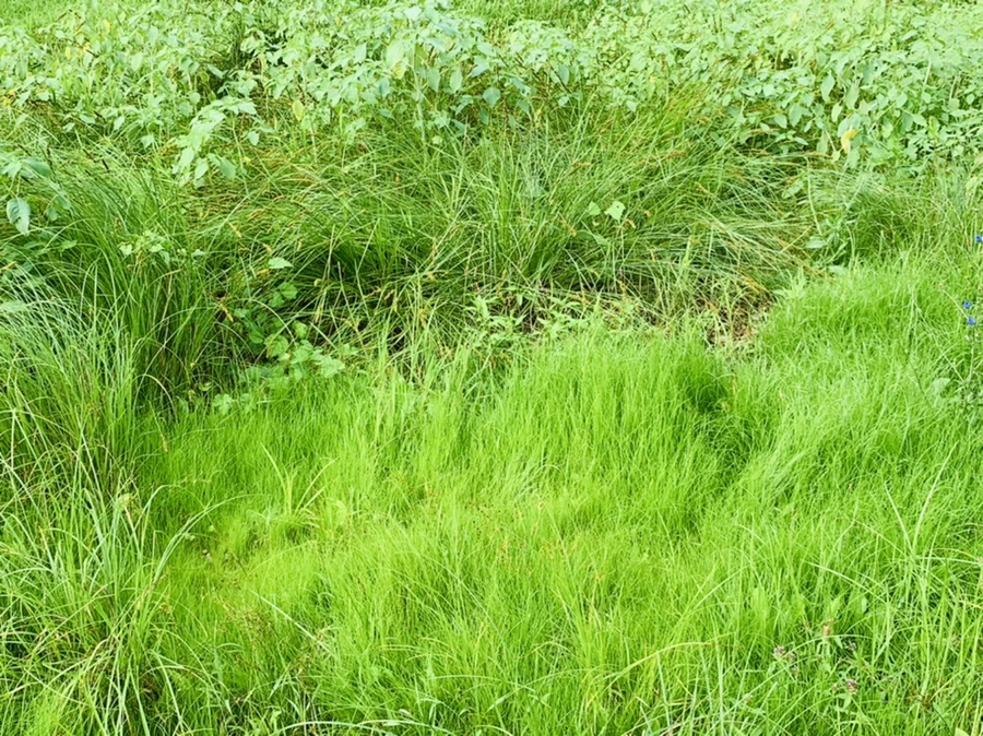 IMG_4470.jpg?type=w966