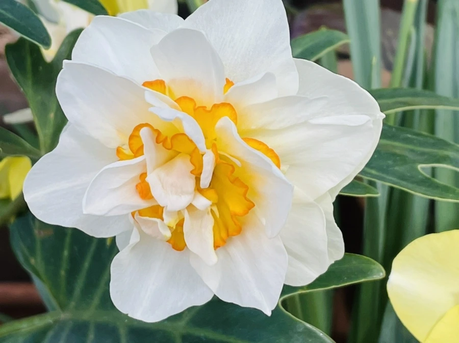 IMG_4197.jpg?type=w966