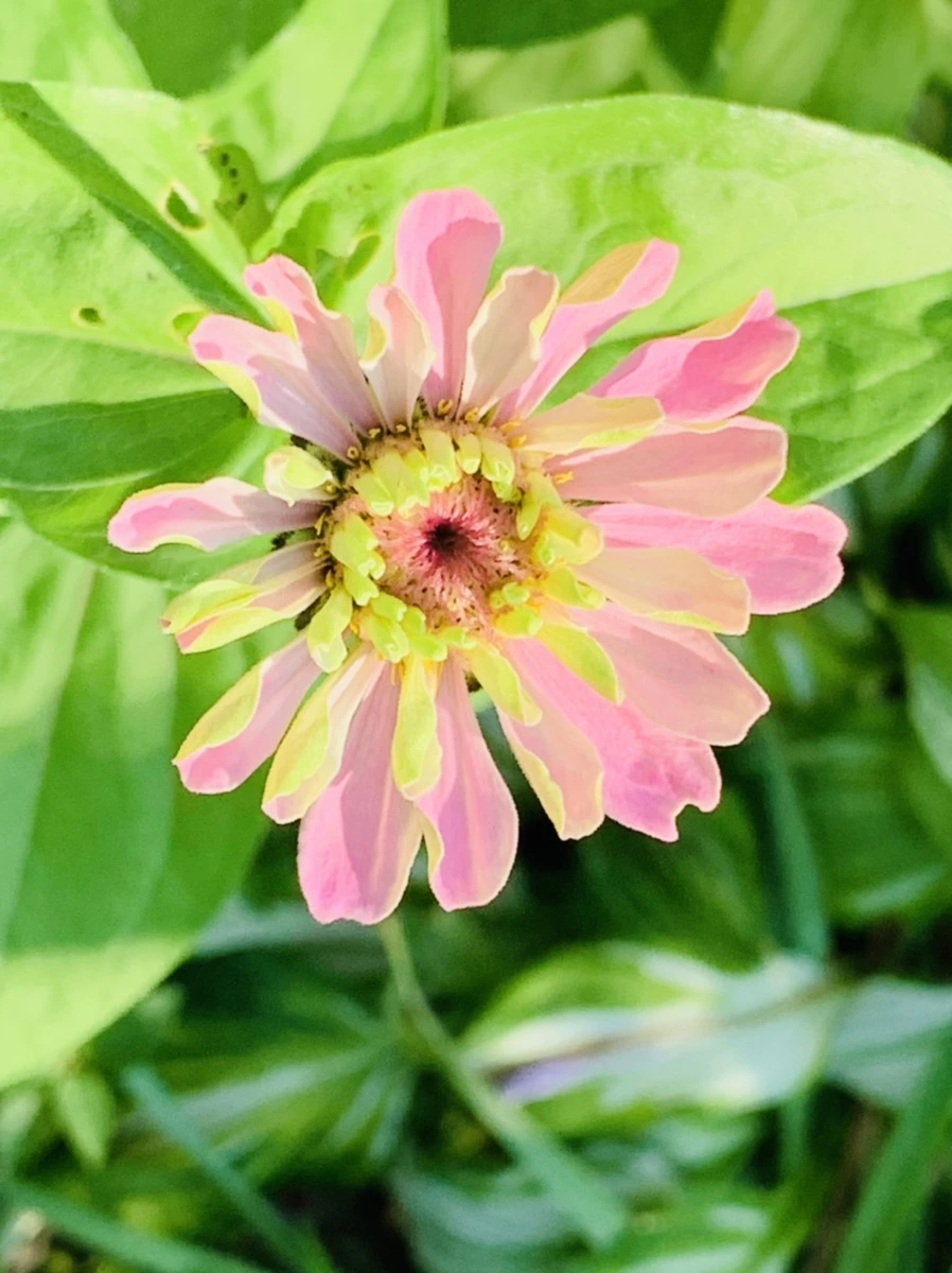 IMG_8721.jpg?type=w966