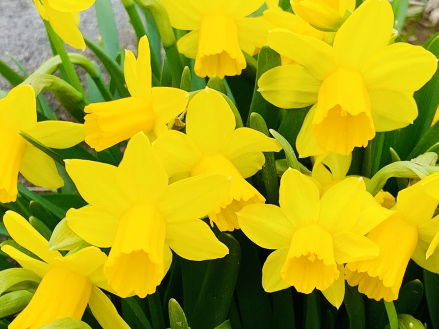 IMG_3226.jpg?type=w966