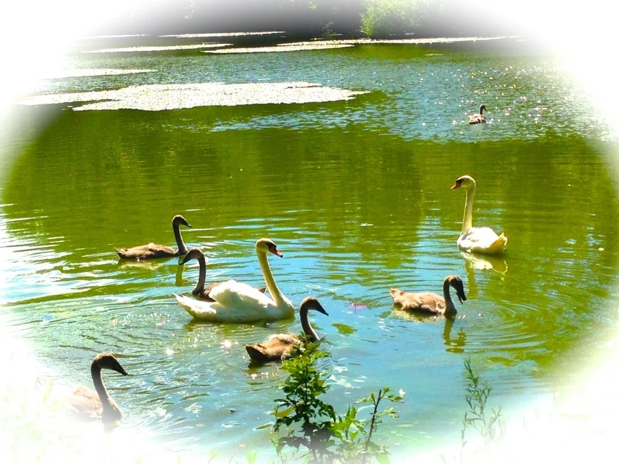 IMG_8992.JPG?type=w1