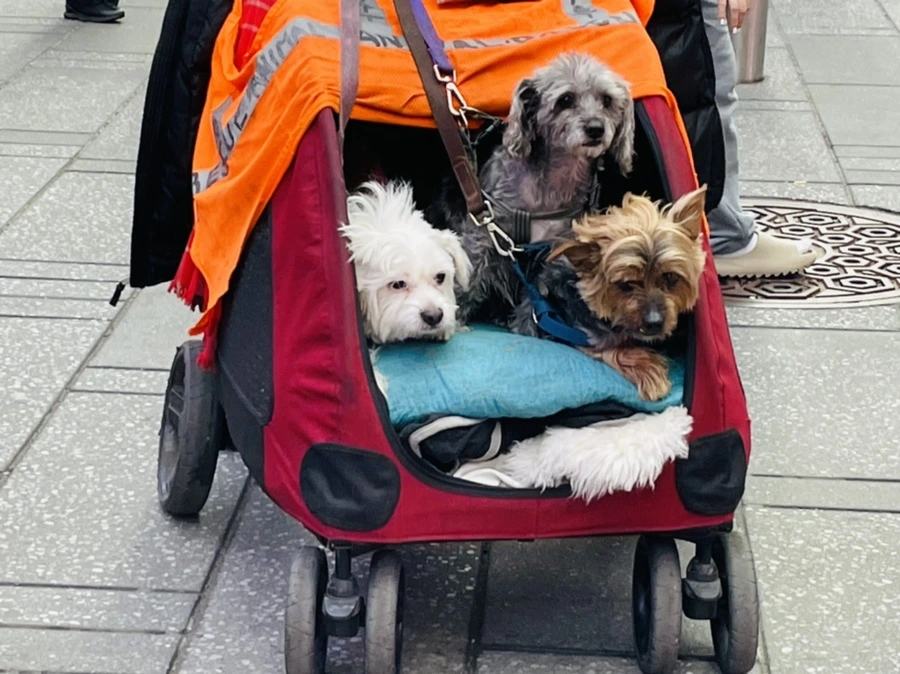 IMG_4141.jpg?type=w966