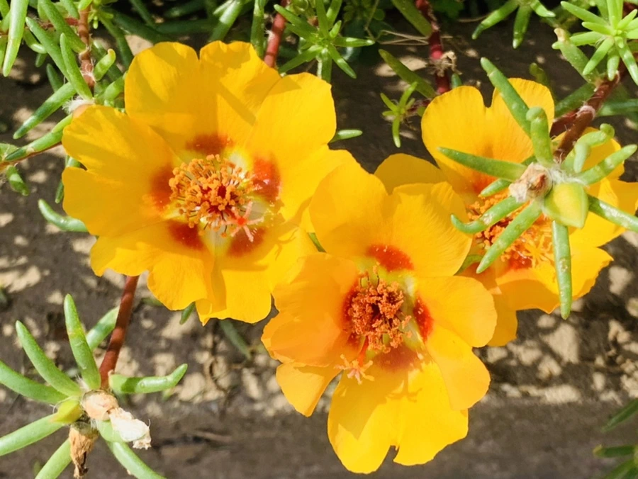 IMG_6703.jpg?type=w966