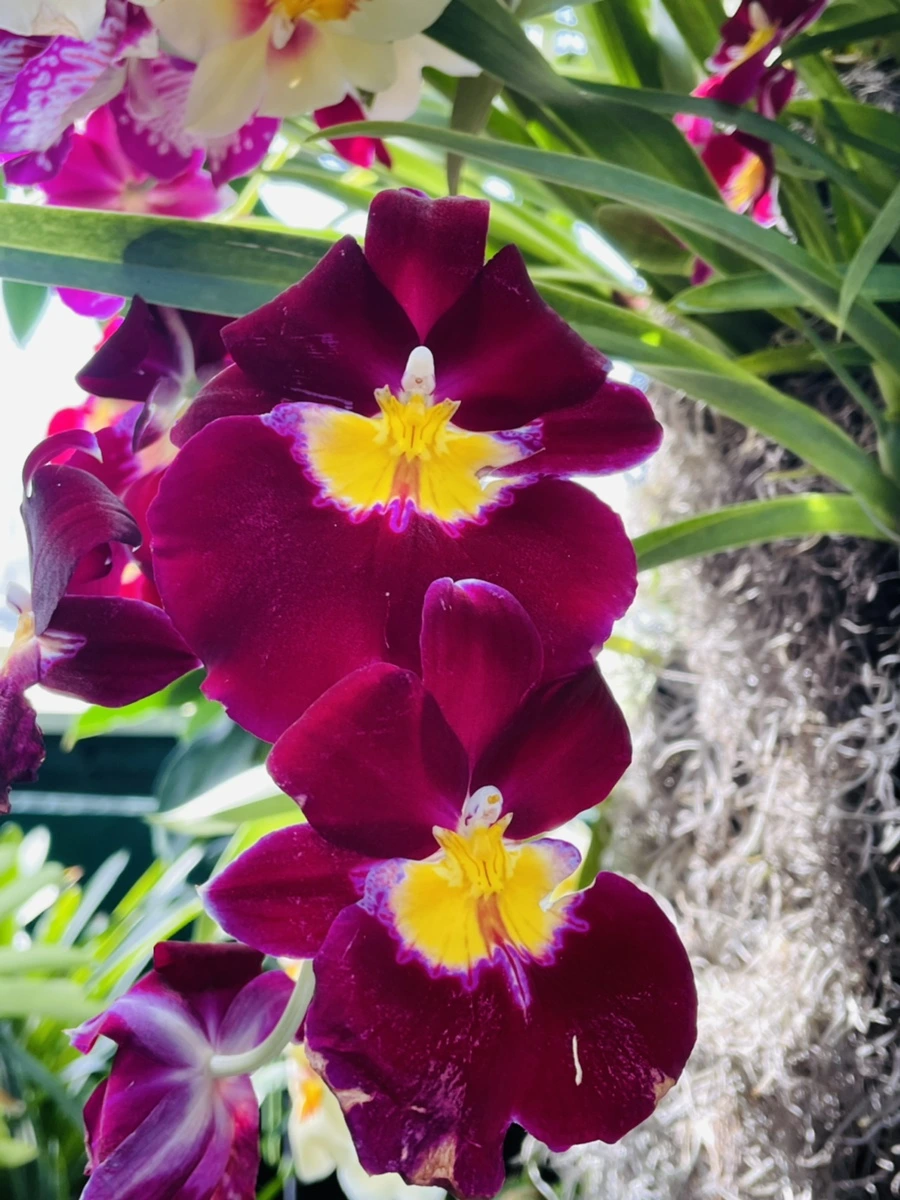 IMG_6413.jpg?type=w966