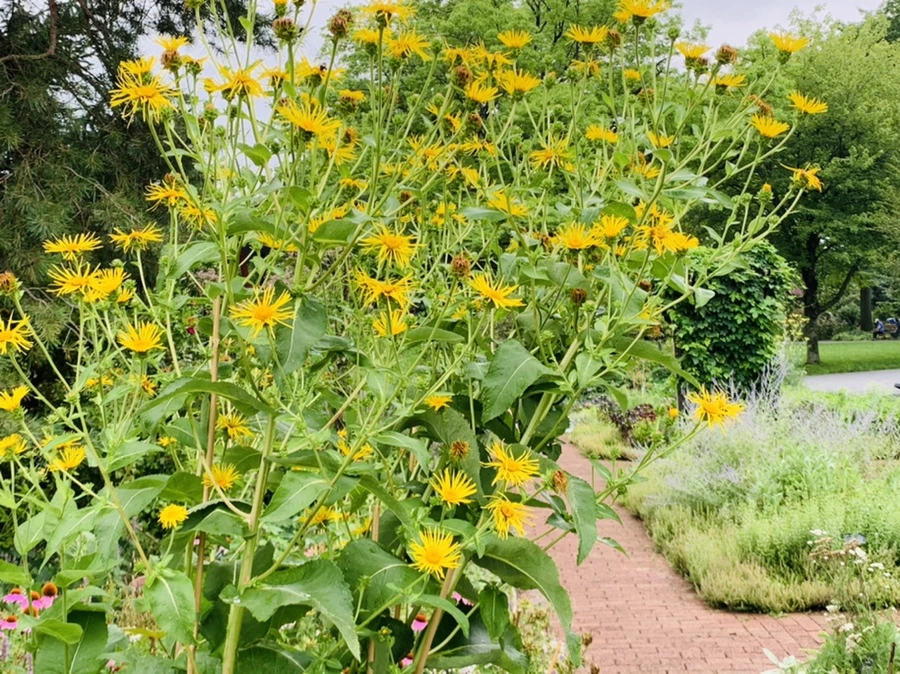 IMG_1050.jpg?type=w966