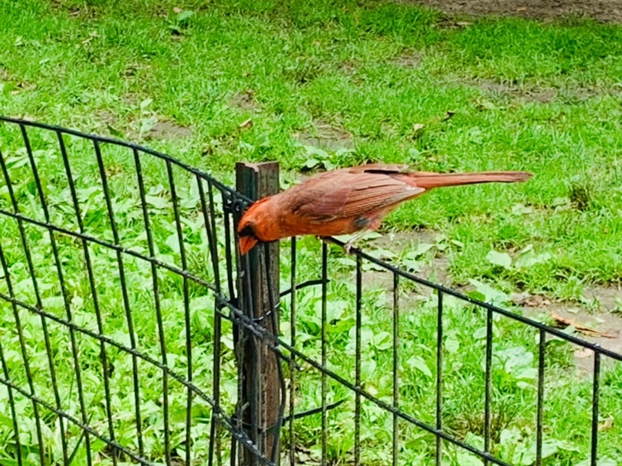 IMG_9916.jpg?type=w966