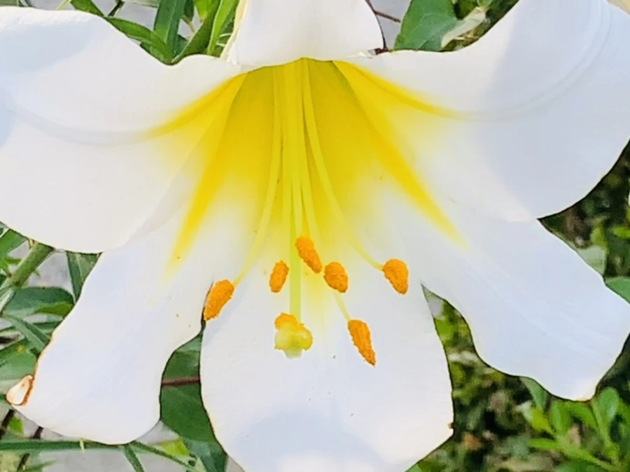 IMG_5641.jpg?type=w966